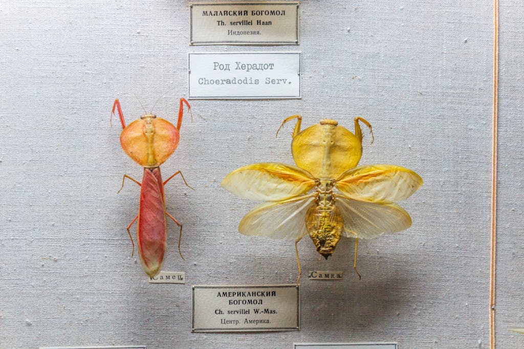High-resolution close-up of preserved mantis specimens with labels, perfect for educational and biological research visuals.